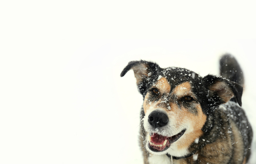 Winter Safety Tips for Dog Owners