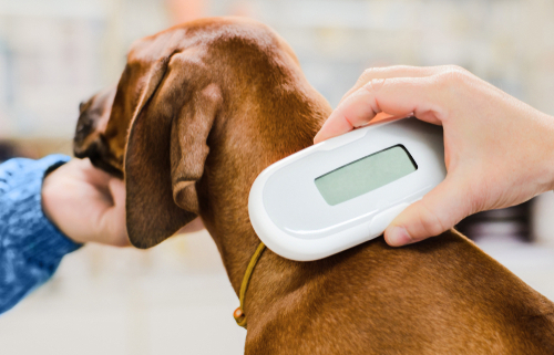 Microchipping Your Dog