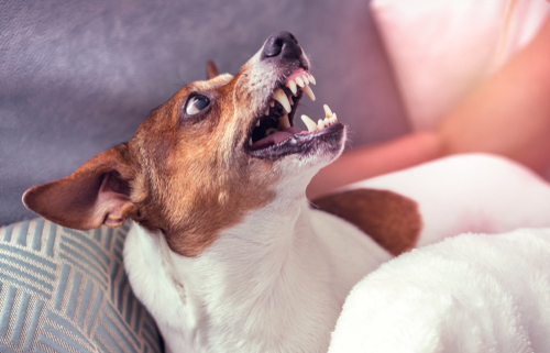 Pet Aggression During Quarantine