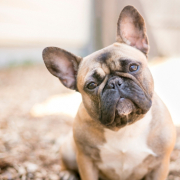 Spotlight Breed French Bulldog