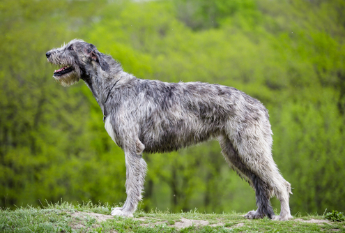 Spotlight Breed Irish Wolfhound