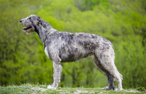 Spotlight Breed Irish Wolfhound