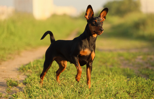 Spotlight Breed Miniature Pinscher