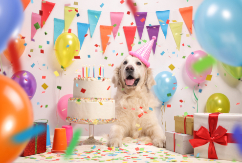 Tuesday’s Treat Doggie Birthday Cake!