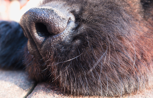 Dog Whiskers The Purpose!