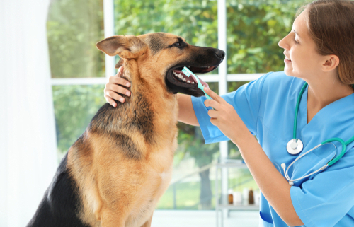 February is National Pet Dental Health Month!