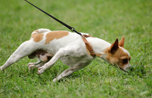 Games to Teach Impulse Control to Dogs