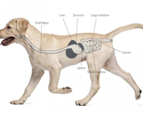 Gastroesophageal Reflux in Dogs