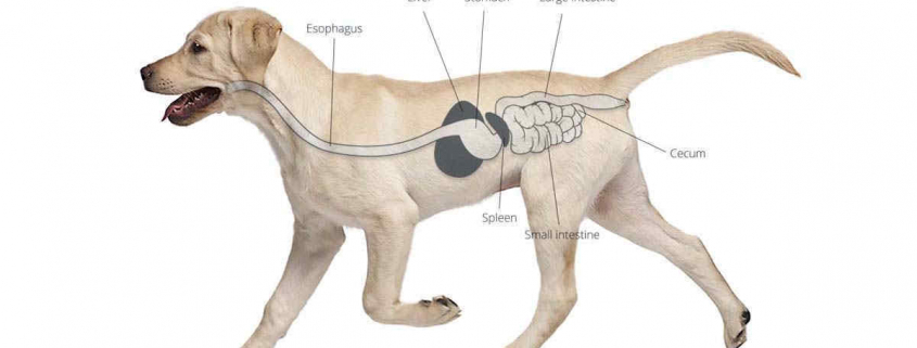 Gastroesophageal Reflux in Dogs