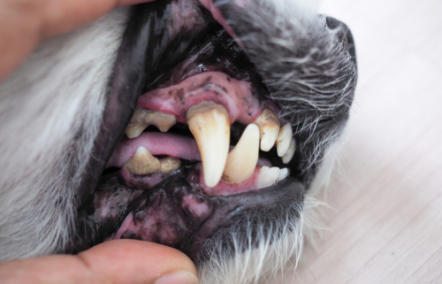 Gingivitis in Dogs