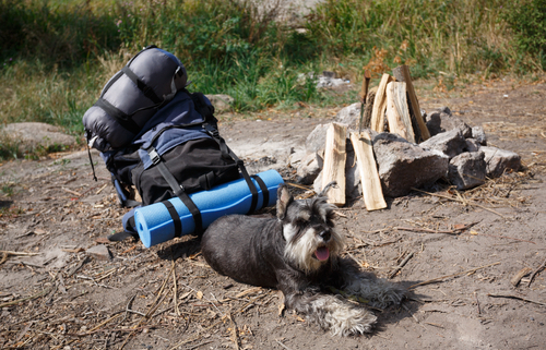 Hiking with Your Dog