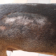 How to Condition a Dog’s Dry Skin