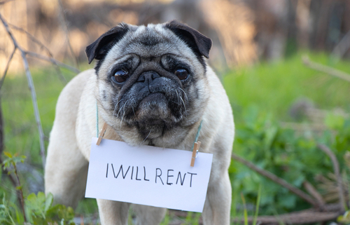 Pet-Friendly Rental Property Policies