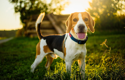 Spotlight Breed Beagle