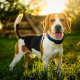 Spotlight Breed Beagle