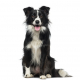 Spotlight Breed Border Collie