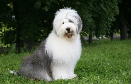 Spotlight Breed Old English Sheepdog