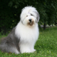 Spotlight Breed Old English Sheepdog