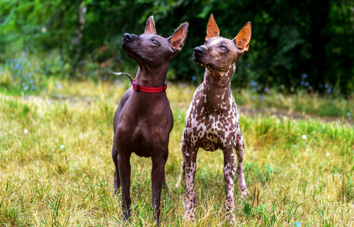 Spotlight Breed Xoloitzcuintli