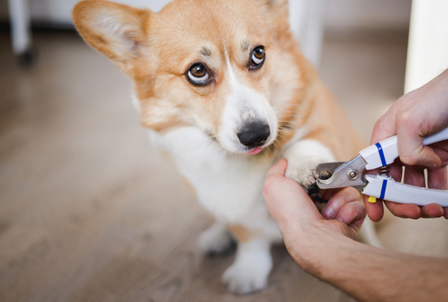 The Importance of Nail Trimming