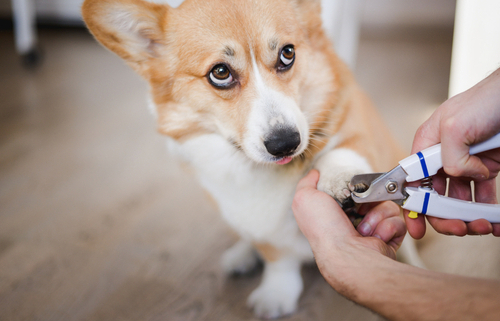 The Importance of Nail Trimming