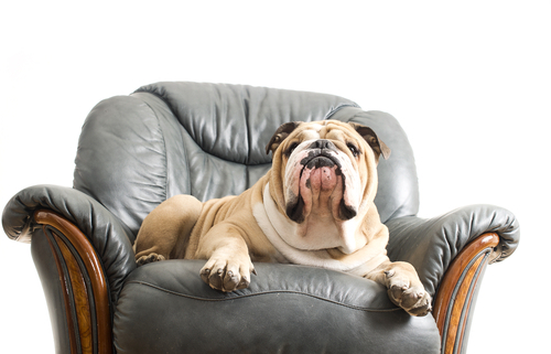 Dog nails 2025 leather couch