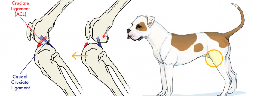 The Common ACL Tear: What NOT to Do!