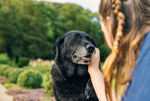 Extra Care for Your Senior Dog