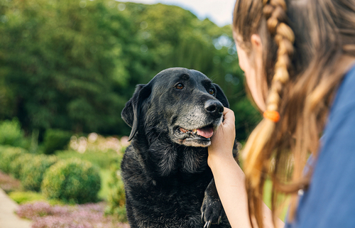 Extra Care for Your Senior Dog