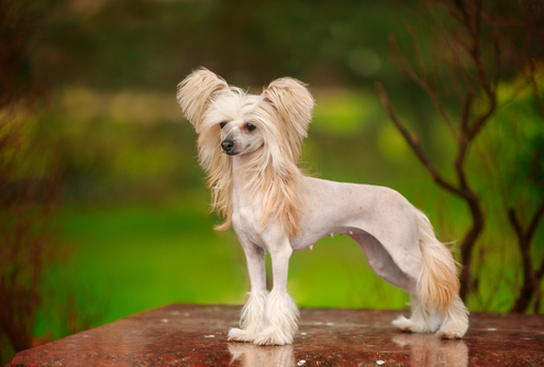 Spotlight Breed Chinese Crested