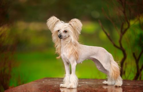 Spotlight Breed Chinese Crested