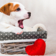 Why do Dog’s Yawn