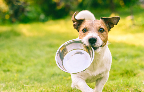 Dog Bowls