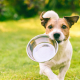 Dog Bowls