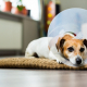 Dog Cones – What You Should Know