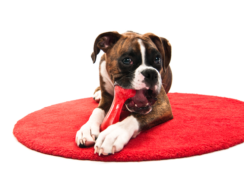 Dog Toy Dangers You Should Know About