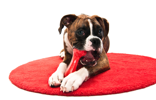 Dog Toy Dangers You Should Know About