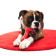 Dog Toy Dangers You Should Know About