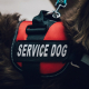 How Can Service Dogs Help