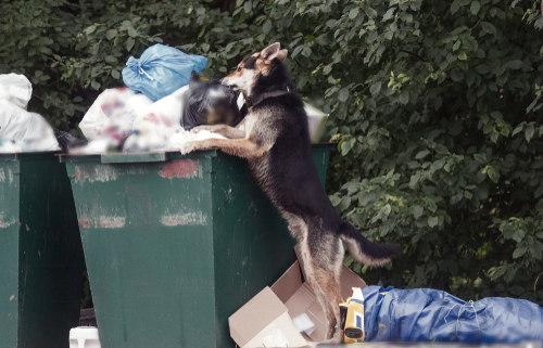 Keeping Your Dog Out of the Trash Can