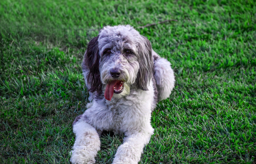 Spotlight Breed Aussiedoodle