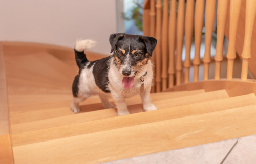 Stair Safety for Dogs