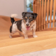 Stair Safety for Dogs