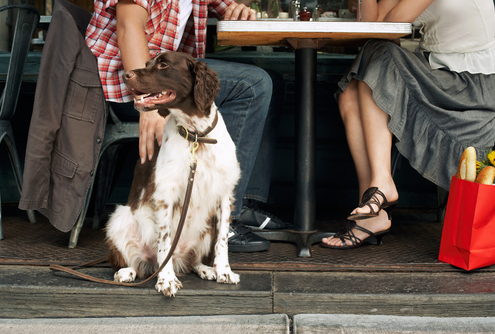 Dining Out with Your Dog