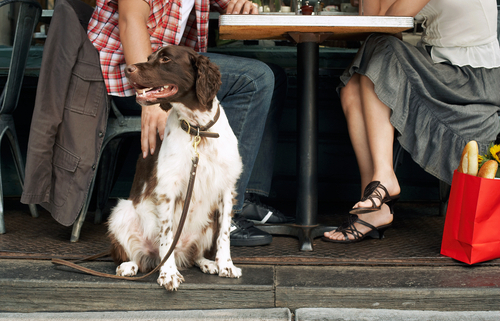 Dining Out with Your Dog