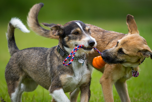 Dog Play vs. Dog Aggression