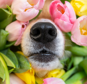 Dogs & Seasonal Allergies