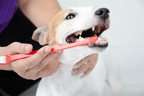 How to Attack Smelly Dog Breath