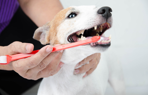 How to Attack Smelly Dog Breath
