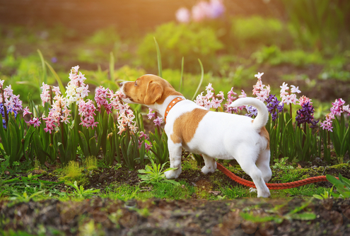 Poisonous Flowers for Dogs